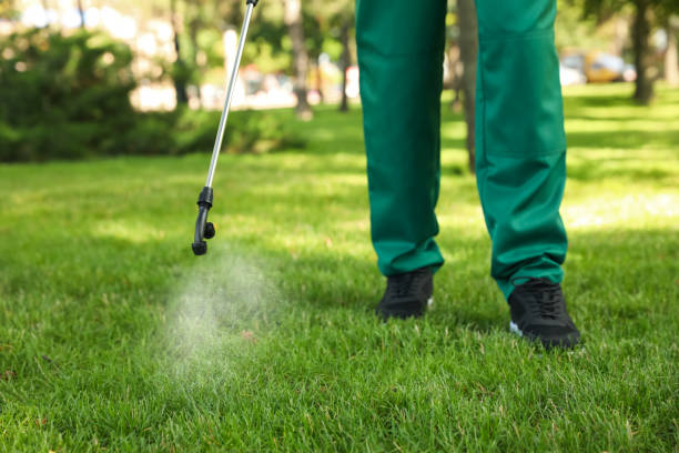 Best Flea Control Services  in Stamps, AR